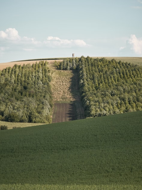 The Ultimate Guide to Upland Hunting