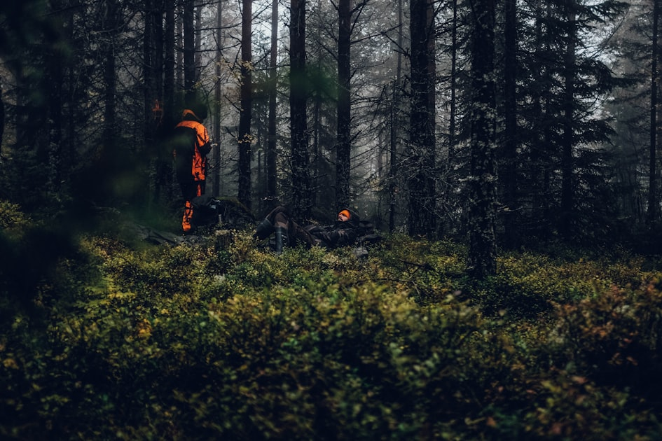 Dove Hunting: Tips for Success